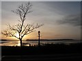 Winter tree alongside Poole Harbour