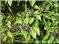 Ivy berries in a lay-by