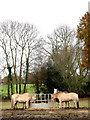 Fjord Horses