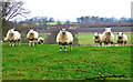 Inquisitive sheep, near Woodend Farm