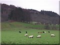 Pastures near West Morralee Farm