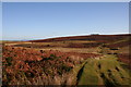 Bracken Bales