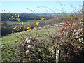 Autumn hedgerow at Birchwood Common