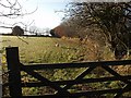 Gate, sheep and field