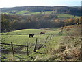 Horse paddocks at Birchwood Common