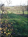 Pear orchard near The Beck