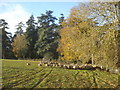 Sheep herd in Madresfield Park