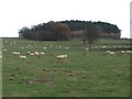 Pastures and plantation near Littleharle Tower