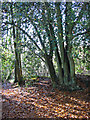 Coppiced Holly, Wilkins