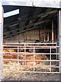 Cow shed at West Side Farm