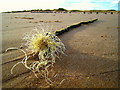 NK0023 : Flotsam on Newburgh beach by Martyn Gorman