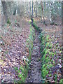 Bridleway on Blackheath Common