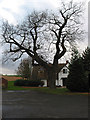 Winter oak by Veldt House