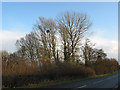 Clump of trees by the B5215