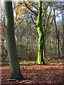 SU7384 : Lambridge Wood by Andrew Smith