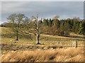 Pastures and woodland near Kirkharle (2)