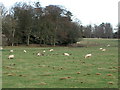 Pastures and woodland near Littleharle Tower (2)