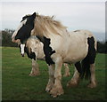 O1843 : Horses in field adjacent to Cloghran Stud Farm by Colm O hAonghusa