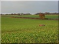 Farmland, Crowmarsh