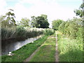 Montgomery Canal reed bed