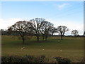 Trees and Sheep.