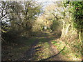 A Woodland Track.