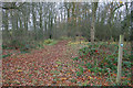 Conservation Walk at Corby Pasture Farm