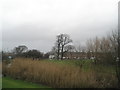 Reeds by Hermitage Stream