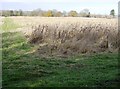 Fallow land south of Mill Court