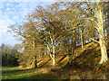 Beech trees at Ellwynd Wood