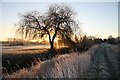 Frosty morning