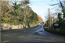 O2249 : Country road looking east towards Donabate, near Newbridge Demesne, Donabate,  Co. Dublin. by Colm O hAonghusa