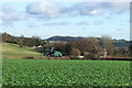 Turnips, near Ruckley, Shropshire