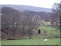 View towards Ettrick Croft