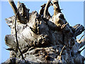 The Lodge Oak (detail), Frodesley, Shropshire