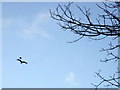 Red kite under attack