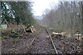 Clearing fallen trees from the redundant railway line