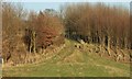 Footpath From Thorneywaite