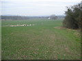 Large sheep pasture field near Pithouse Farm