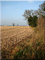 Stubble field beside Brandiston Road