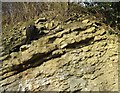 Silurian  Limestone (detail), Dudley, Worcestershire