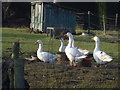 Flock of geese near Hanley Swan