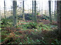 Parliament Knowe Fort