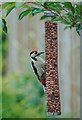 Great spotted woodpecker helps itself