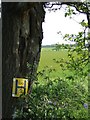 Tree with fire hydrant sign