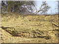 Limestone Strata, Dudley, Worcestershire