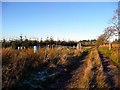 Pheasant rearing at Auchmannoch