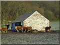 Cattle at Knockshinnoch