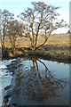 Weir on the Eden