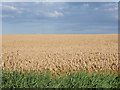 TL5968 : Wheat Field by Ajay Tegala